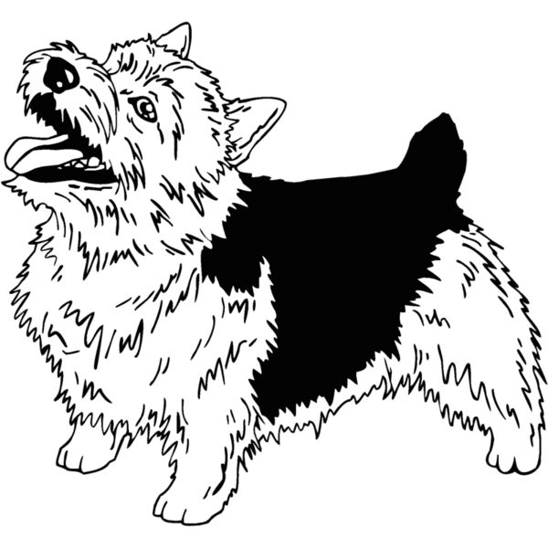 norwich terrier 01 Thumbnail