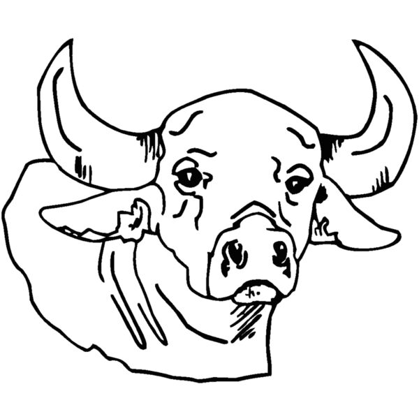 bull Thumbnail