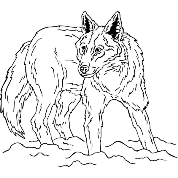 coyote8 Thumbnail