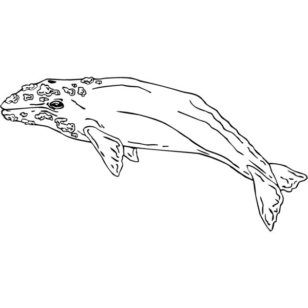 graywhale Thumbnail