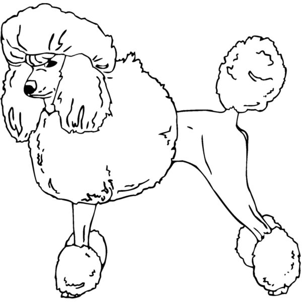 poodle Thumbnail