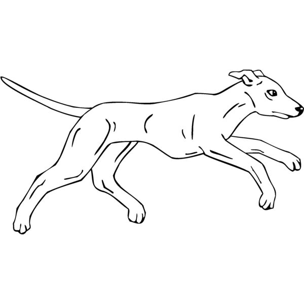 whippet  Thumbnail