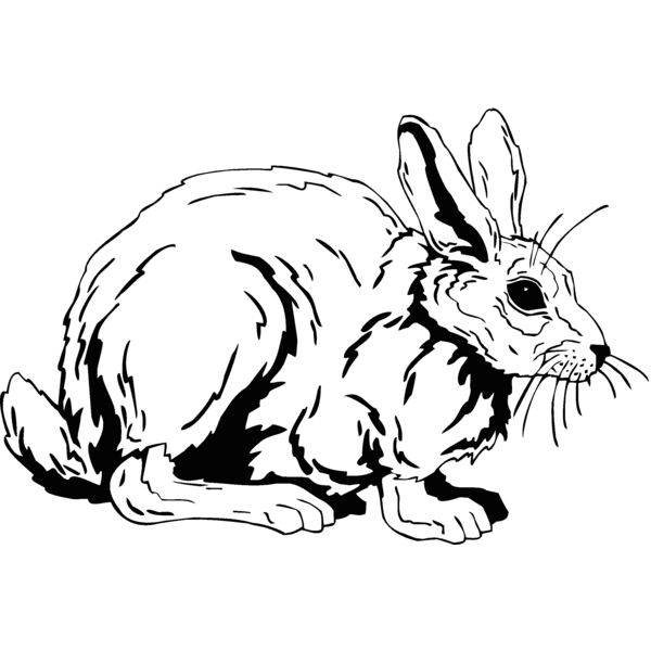cottontail Thumbnail