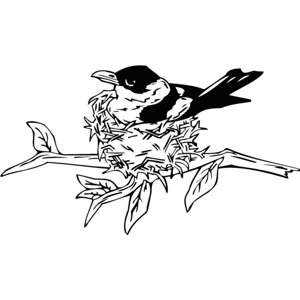 bird nesting Thumbnail