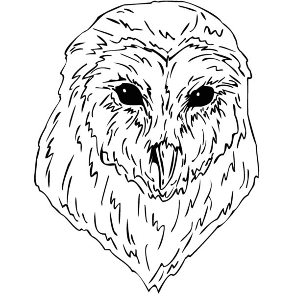 barn owl Thumbnail