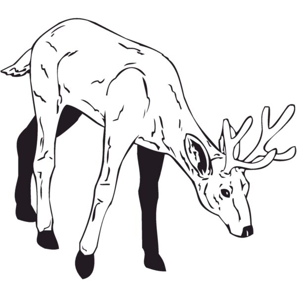 deer2 Thumbnail